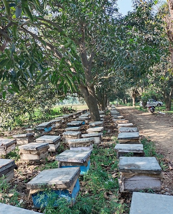 AS Global Trade - Sourcing from natural apiaries